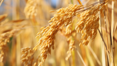 全国农业景象形象预告：​本周中东部呈现大范