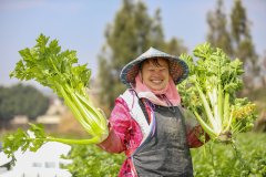 AI时政画报｜大农业的子宽又阔