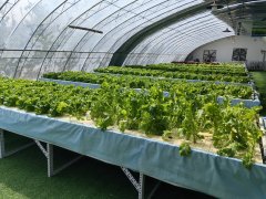 校地合做送新进展 大模子培育的优良做物正在成