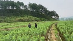 菜地能够做什么项目赔本呢